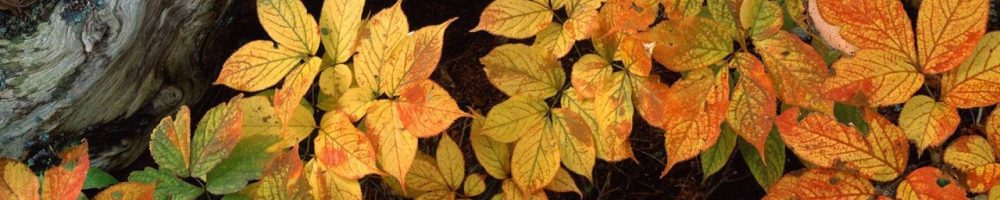 fallleaves